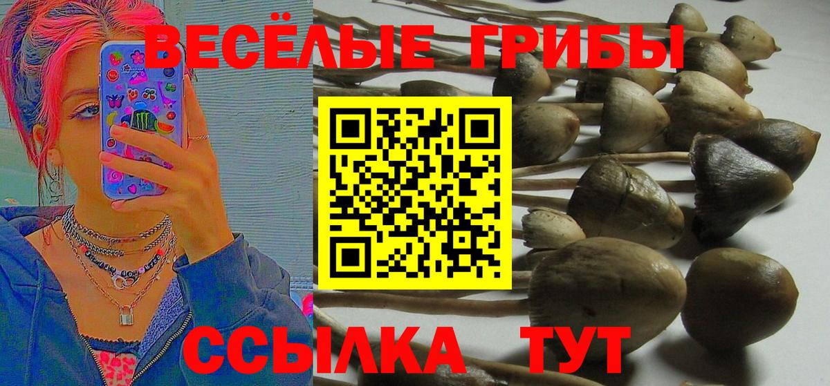 Галлюциногенные грибы Cubensis Зима